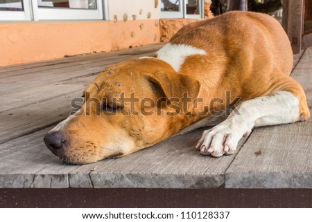 A big dog sleeping in the house