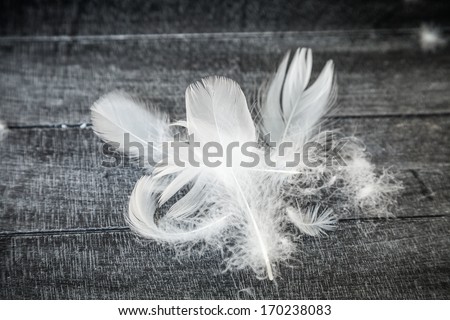 White Down Feathers