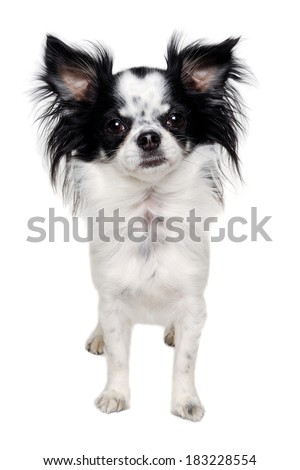 Chihuahua Isolated Images Search Images On Everypixel