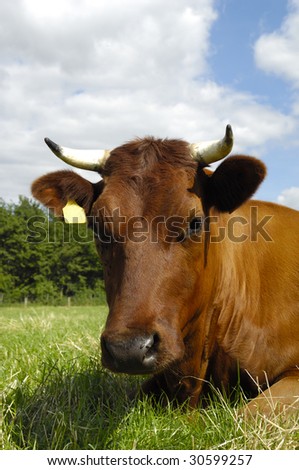 Cow is resting on a green field. You can see the blue and cloudy sky in the background.