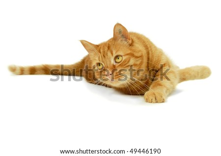 Red cat is resting on a white background looking at something