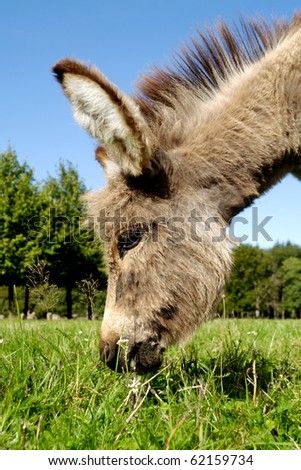A sweet donkey foal is eating green grass