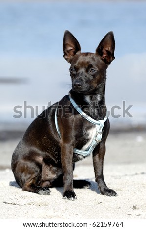 Sweet puppy dog is sitting in the sand on beach. The breed of the dog is aix of a miniature pincher and a chihuahua.