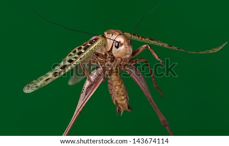 Locusts are edible insects, and are considered a delicacy.
