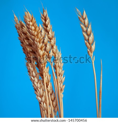 The Poaceae. Wheat is one of the first cereals known to have been domesticated.