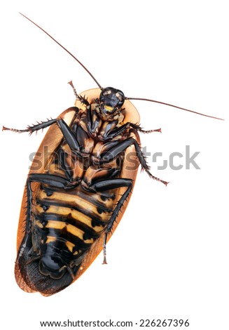 The true death's head cockroach (Blaberus craniifer) have wings but do not fly, while juveniles do not have wings at all.
