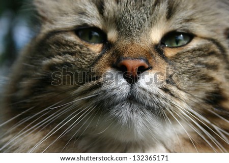 cat nose closeup