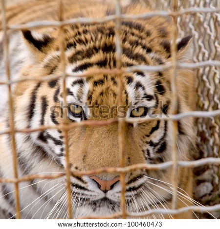 Portrait of a tiger behind the bars close up