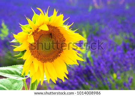 Similar – Image, Stock Photo Lavender and sunflower fields in Provence, France