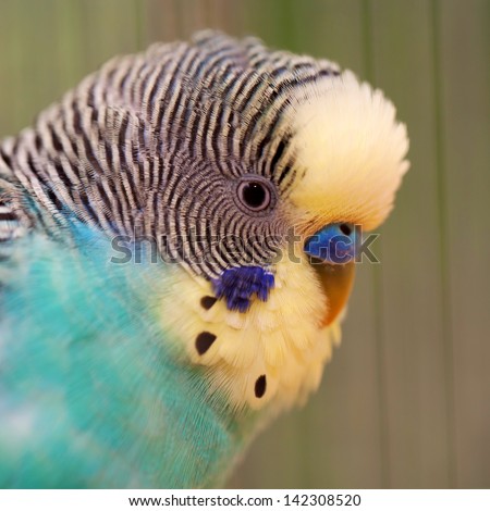 Portrait of a wavy parrot close-up. Macro.