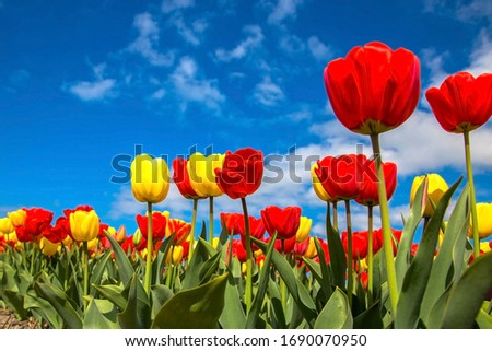 Similar – Foto Bild Tulpen rot-gelb Pflanze