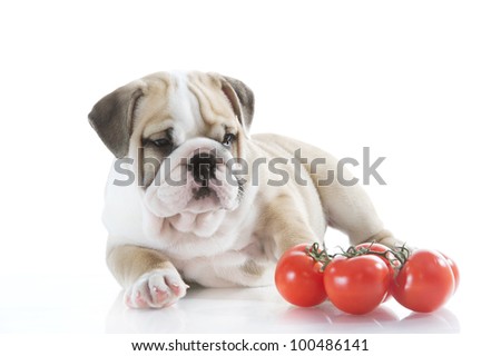 Beautiful english bulldog puppy with vegetables