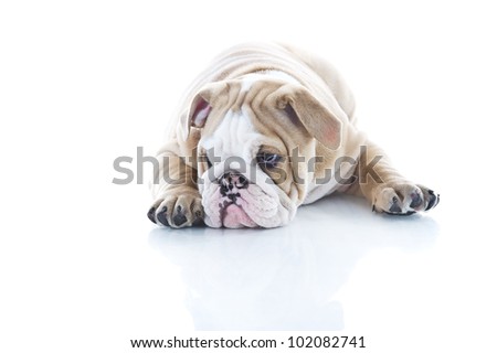 Beautiful English bulldog puppy isolated