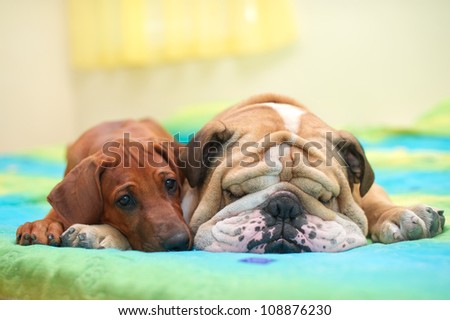 Rhodesian ridgeback puppy and english bulldog best dog friends relaxing on a bed