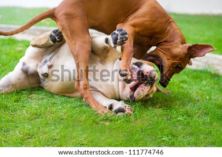 Best dog friends english bulldog and rhodesian ridgeback playing outdoors in the garden