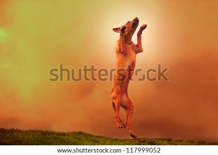 Beautiful dog rhodesian ridgeback puppy outdoors jumping on a field