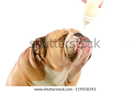 Cute english bulldog dog portrait drinking milk from baby bottle