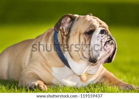 Beautiful dog english bulldog portrait in a field