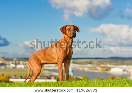 Beautiful dog rhodesian ridgeback outdoors