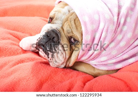 Sad english bulldog dog resting on a bed on pink fleece blanket