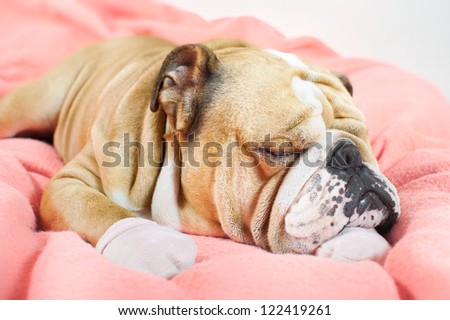 Sad english bulldog dog resting on a bed on pink fleece blanket