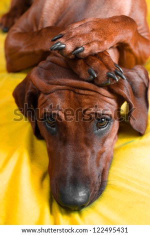 Cute rhodesian ridgeback puppy with paws crossed on her head