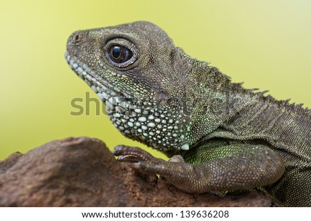 Close-up portrait of beautiful water dragon lizard reptile sitting on a branch on bright green background
