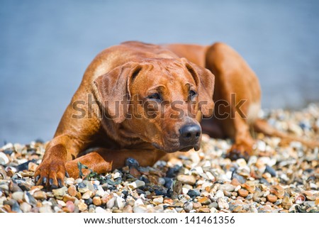 Beautiful dog resting at the beach shore