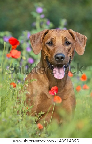 Cute beautiful rhodesian ridgeback dog puppy in a field of flowers