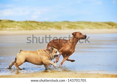 Two dogs english bulldog and rhodesian ridgeback dog running at the beach sea