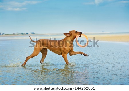 Active athletic dog puppy rhodesian ridgeback running at the sea with frisbee
