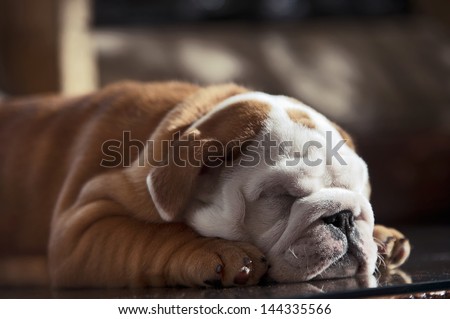 Cute english bulldog puppy in in a luxury room indoors laying by a window