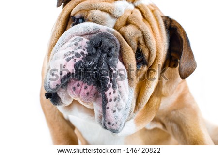 Dog emotions - curious dog isolated on white background