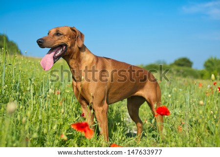 Beautiful dog rhodesian ridgeback puppy in a field of flowers