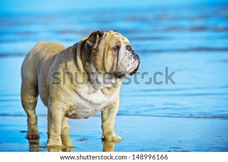 Funny cute dog english bulldog standing in the water on his mirror reflection