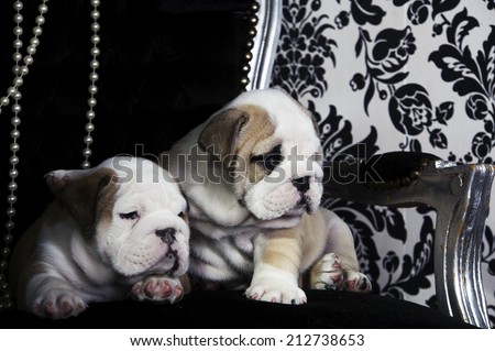 Royal english bulldog dog puppies on a chair