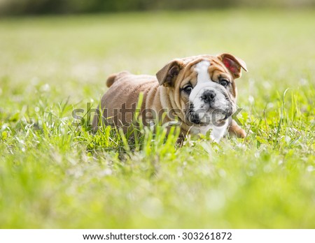 Cute funny english bulldog puppies playing outdoors