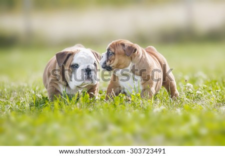 Cute funny english bulldog puppies playing outdoors
