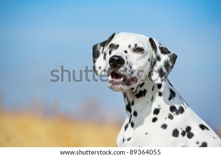 Beautiful Dalmatian dog portrait in a field