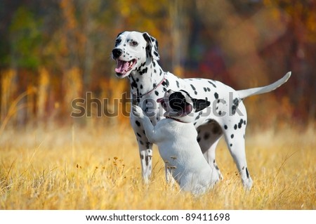 Dalmatian Dog And French Bulldog Playing In A Field Stock Photo ...