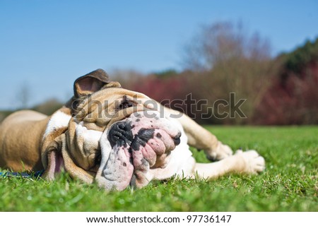 Happy english bulldog laying in a grass