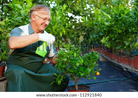 happy senior man, gardener cares for citrus plants in greenhouse
