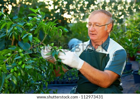 gardener cares for jujube tree in private nursery