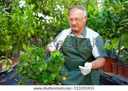 senior man, gardener cares for citrus plants in greenhouse
