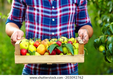 gardener holding a crate of summer fruit, ripe pears and plums