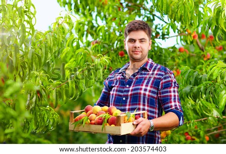 gardener holding a crate of peach fruit, harvesting
