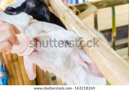 feeding baby goat with milk bottle at farm