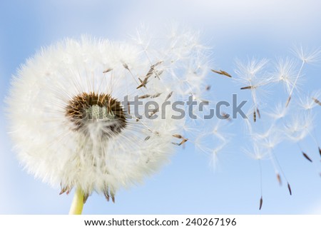 Dandelion seeds closeup on blue sky background. some seeds flying the wind