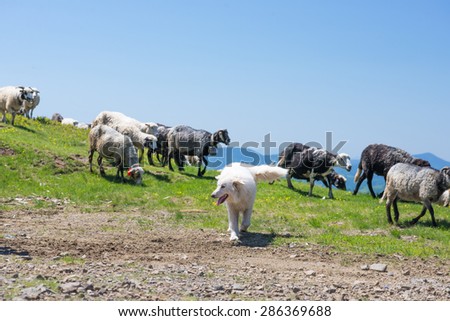 The dog protects sheep that graze on the slopes of Ukrainian Carpathians