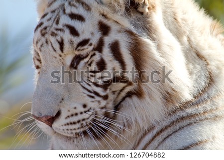 Beautiful Majestic White Tiger profile view in the brush
